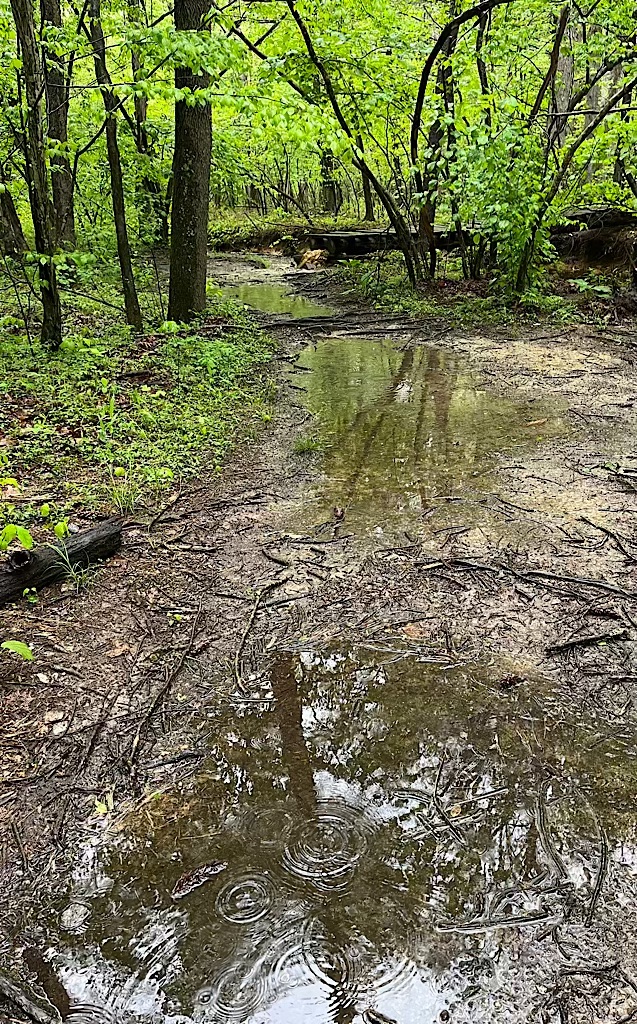 A Soggy Hike