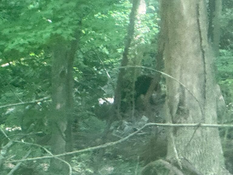 I Saw a Bear!