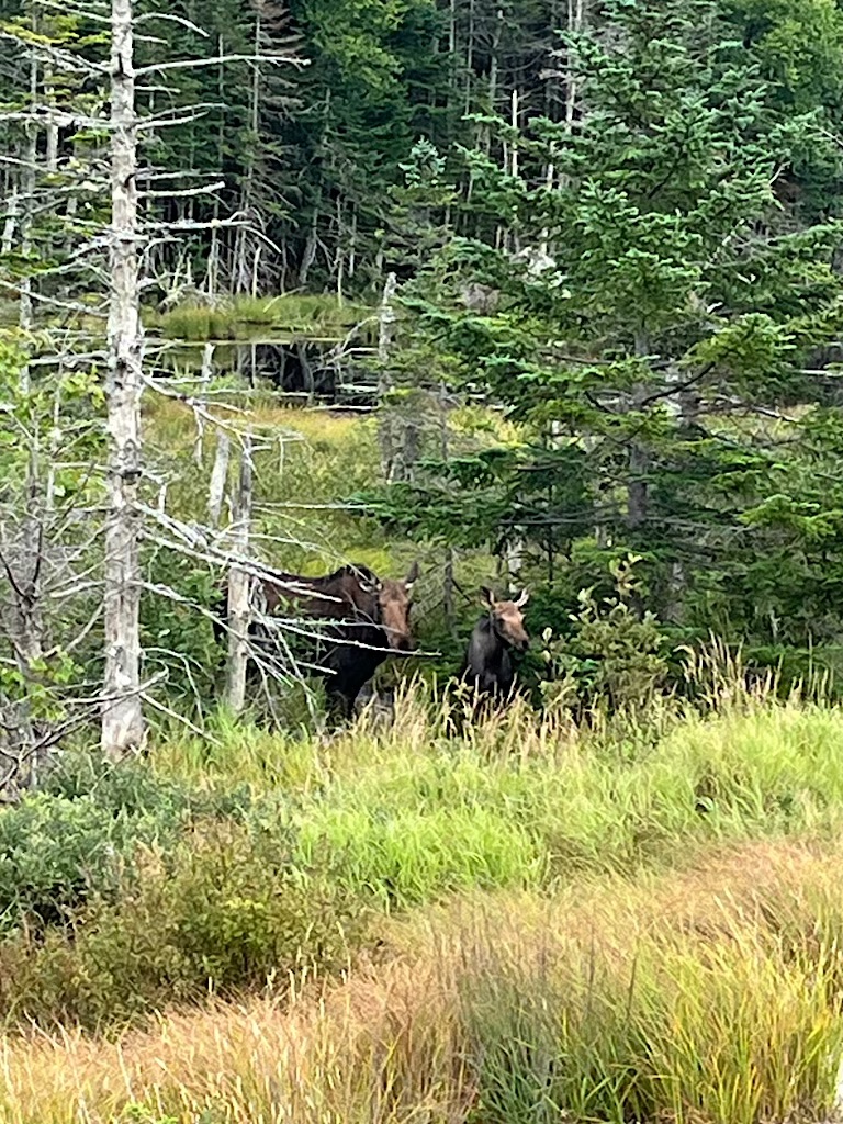 Moose sighting!